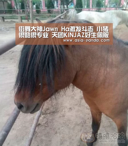 街舞大神Jawn Ha激发斗志 小猪很酷很专业 天团KINJAZ好生佩服“熊猫体育平台”(图1) 熊猫体育直播