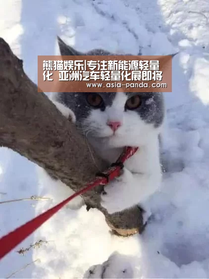 熊猫娱乐