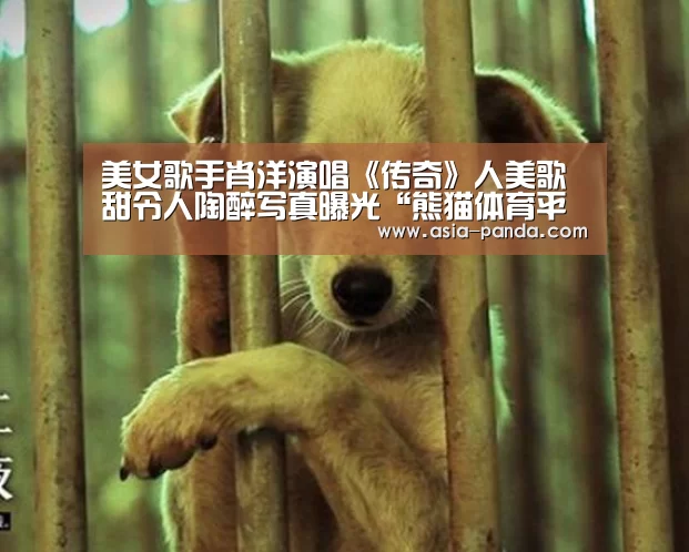 美女歌手肖洋演唱《传奇》人美歌甜令人陶醉写真曝光“熊猫体育平台”(图2) 熊猫娱乐